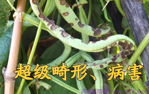 <strong>大棚豆角种植关键：虫害防范不能马虎！</strong>