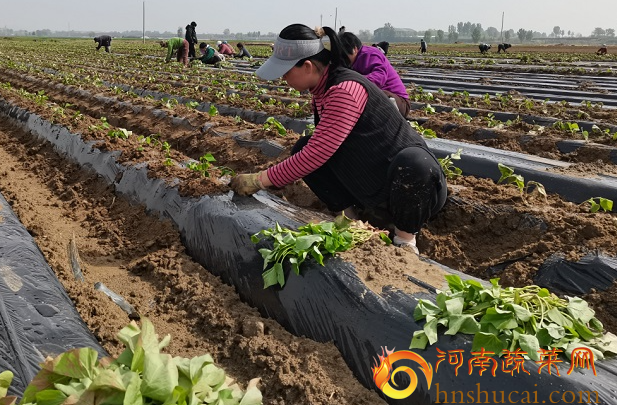 <strong>春季红薯种植覆盖天地膜：保温有道，撤掉防止温度过高死苗</strong>