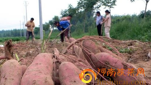 <strong>河南多户农户种植红薯无人回收，是价格的落差问题还是供大于求呢</strong>